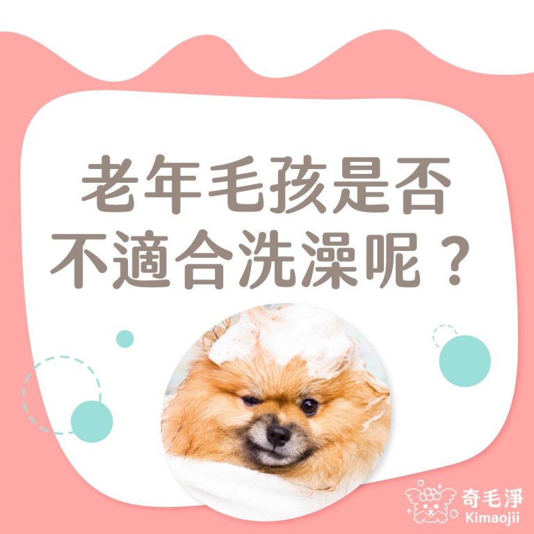 老年毛孩是否不適合洗澡呢?